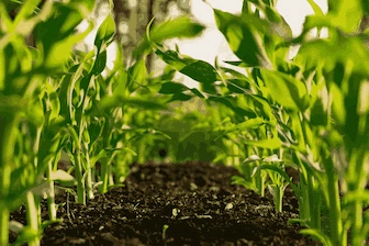 Máquinas Agrícolas